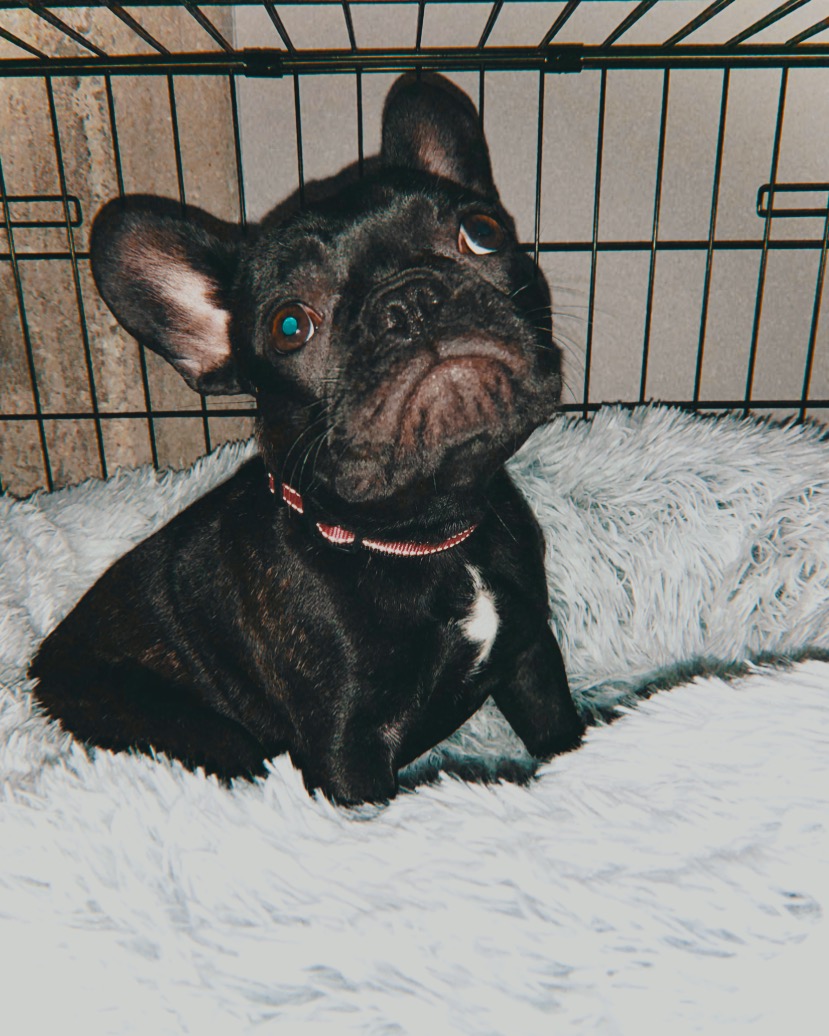 Royal Dog